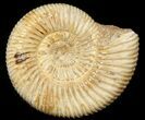 Perisphinctes Ammonite - Jurassic #45415-1